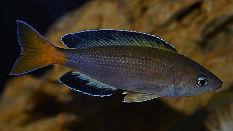 Cyprichromis sp. 'leptosoma jumbo' Cape Chaitika